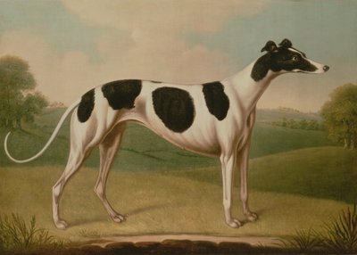 Greyhound, 1800 by Benjamin Killingbeck
